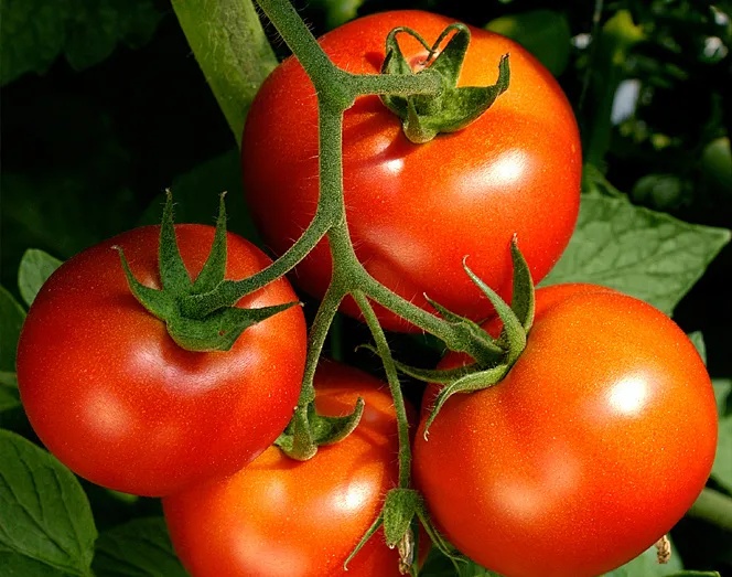 Senta Energía Co., Ltd.